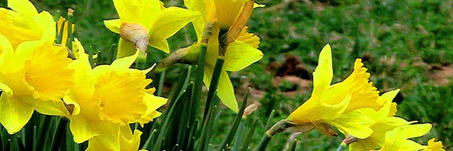 Påskeliljer i full blomst